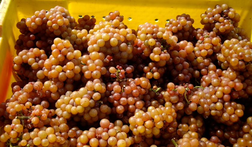 Gewurztraminer winogrona